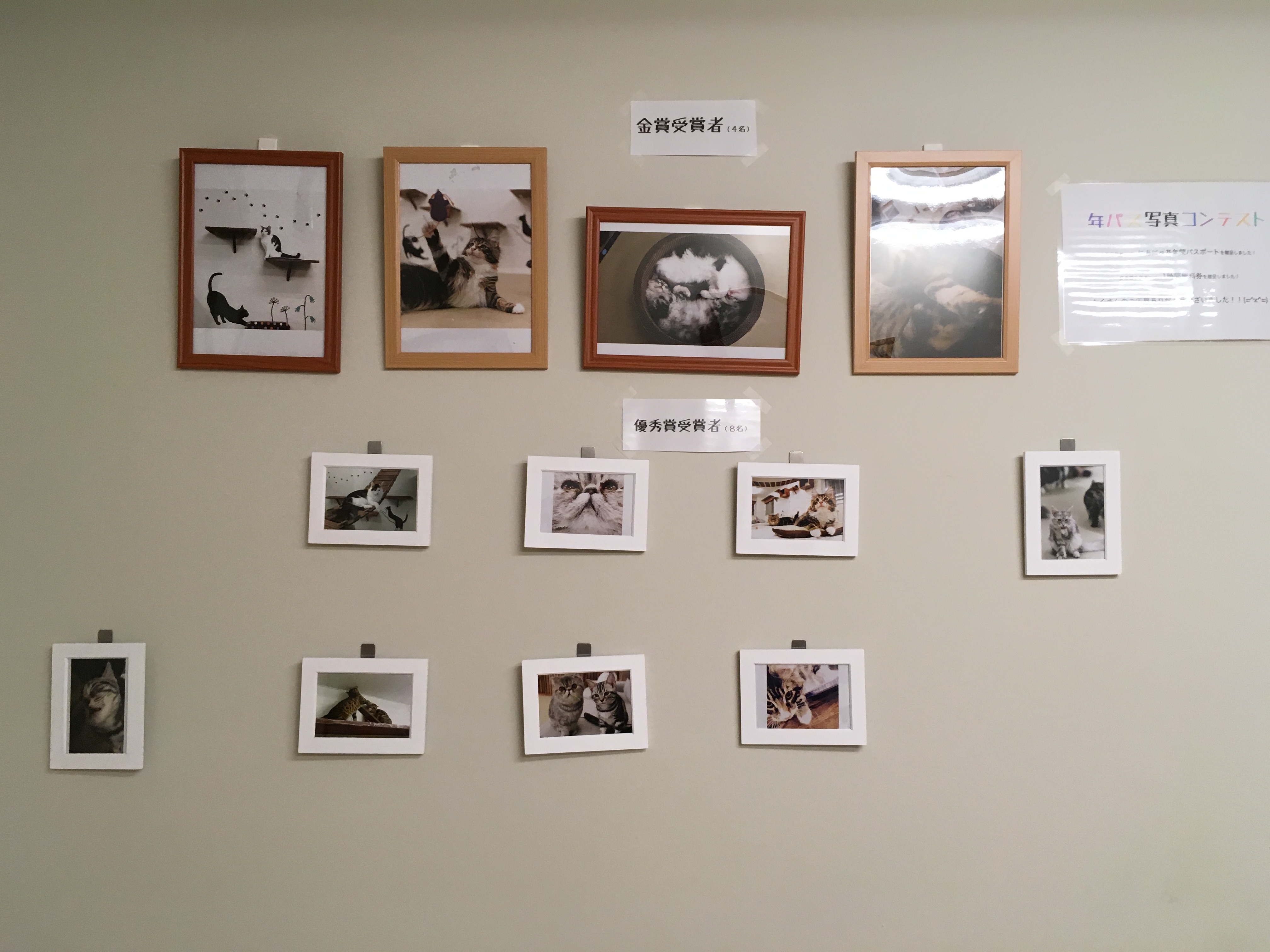 大阪梅田の猫カフェにあにゃあ写真コンテスト作品