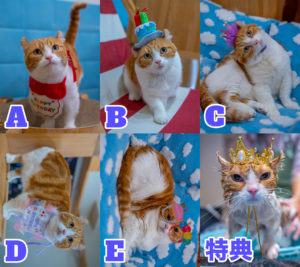 みたらしちゃん